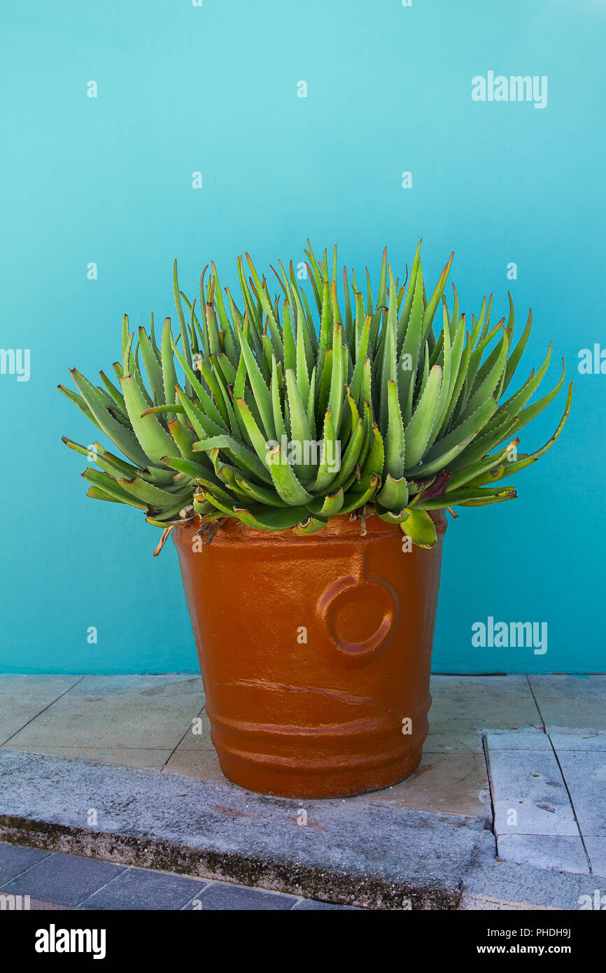 Aloe in einem Topf Stockfoto