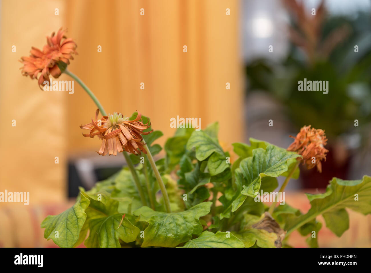 Orange Gerbera Blumen - Nahaufnahme eines welken Zimmer Blume Stockfoto