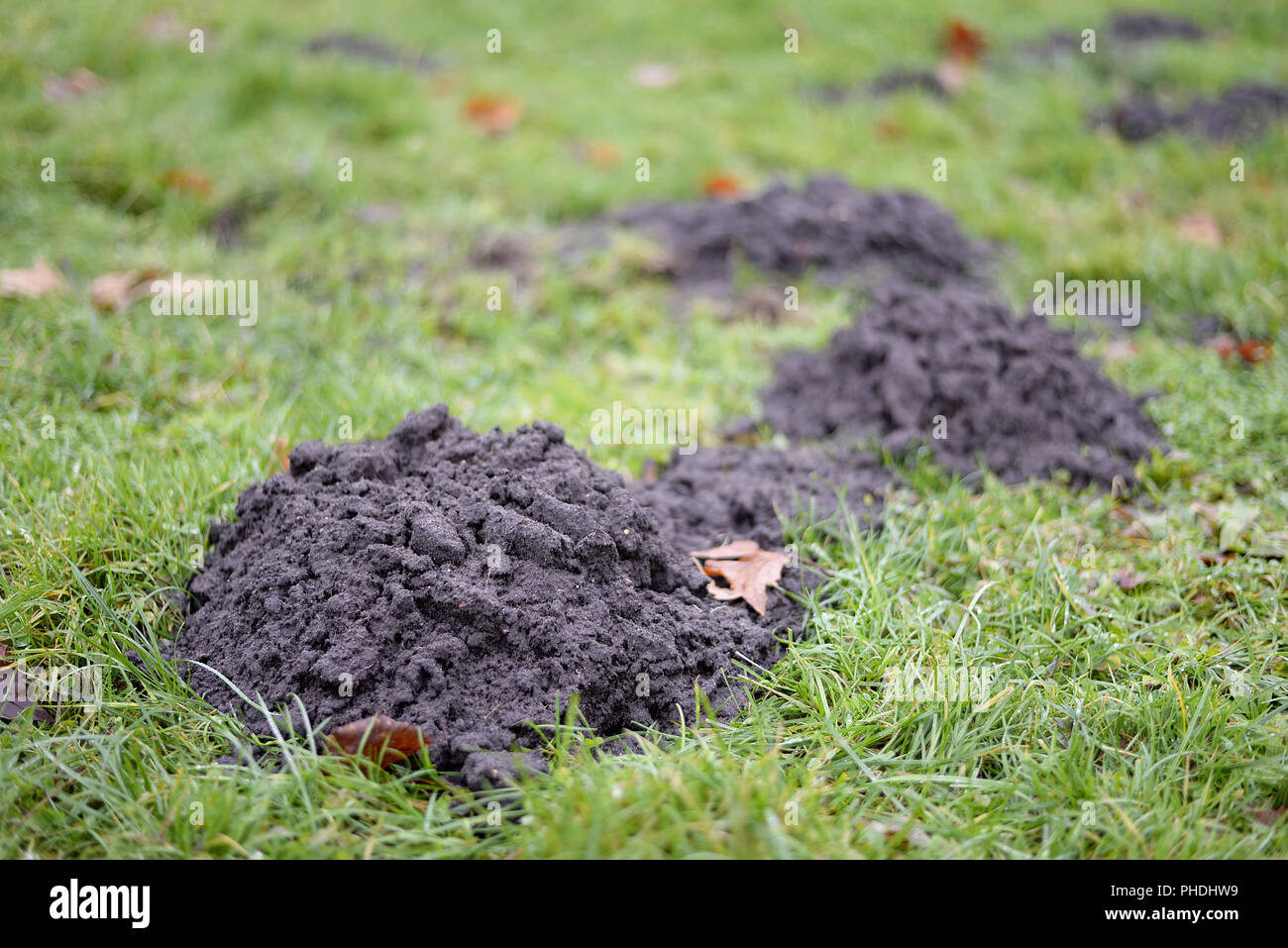 Maulwurfhügel auf Wiese Stockfoto