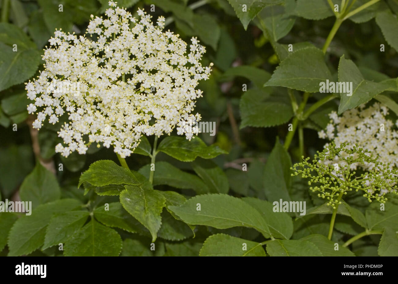 Schwazer holunder -Fotos und -Bildmaterial in hoher Auflösung – Alamy
