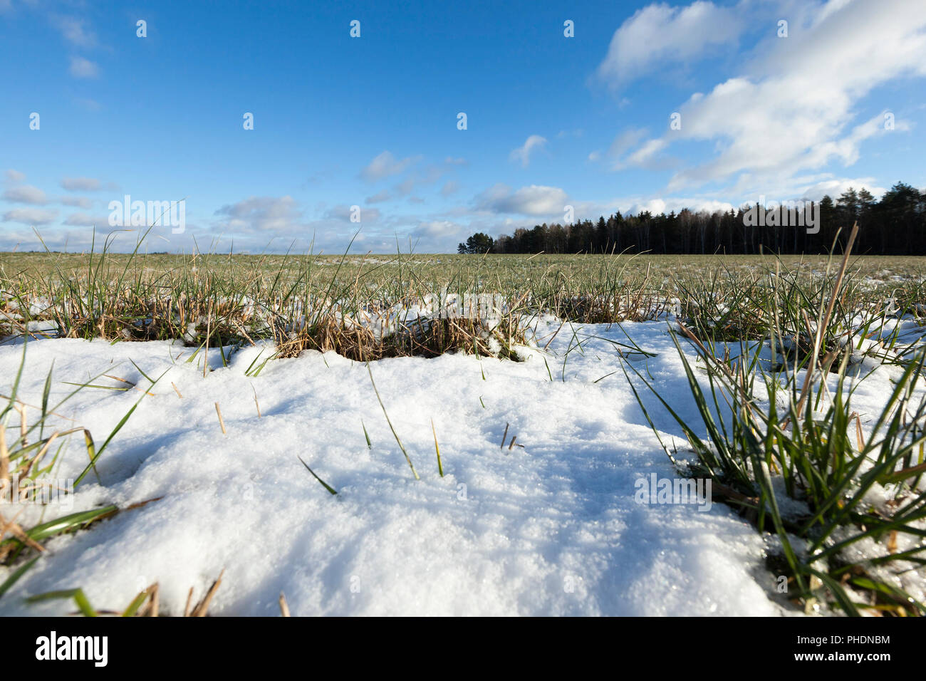 Landwirtschaftlichen Bereich, wo im Winter wächst Winterweizen frühen Getreide zu produzieren Stockfoto
