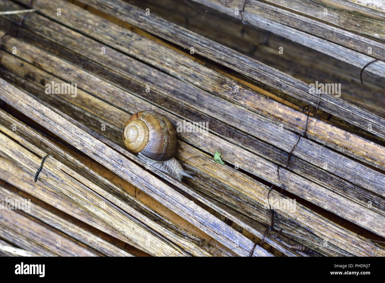 Snail Invasion Stockfoto