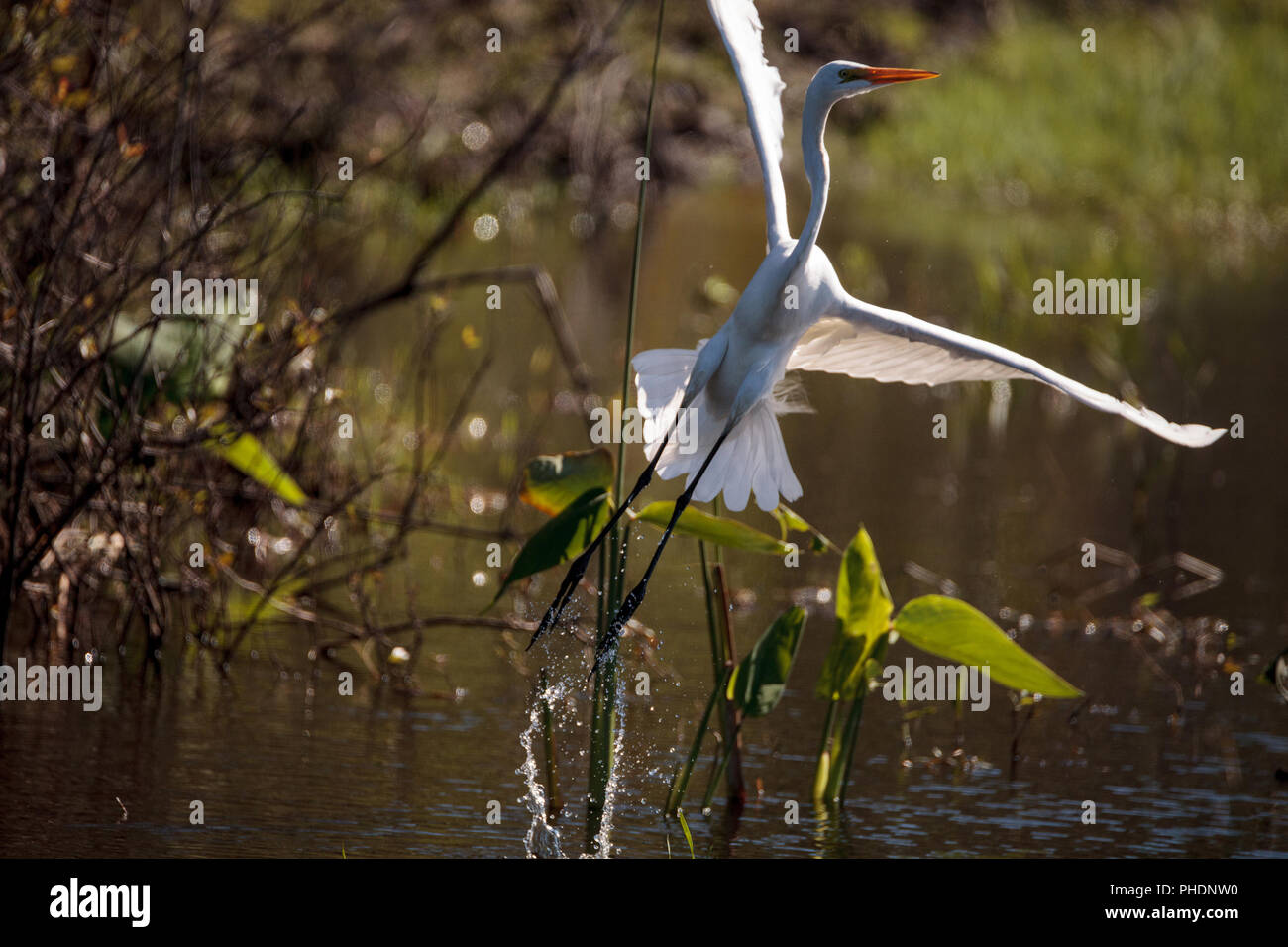 Silberreiher Vogel, Ardea alba, in einem Sumpf Stockfoto