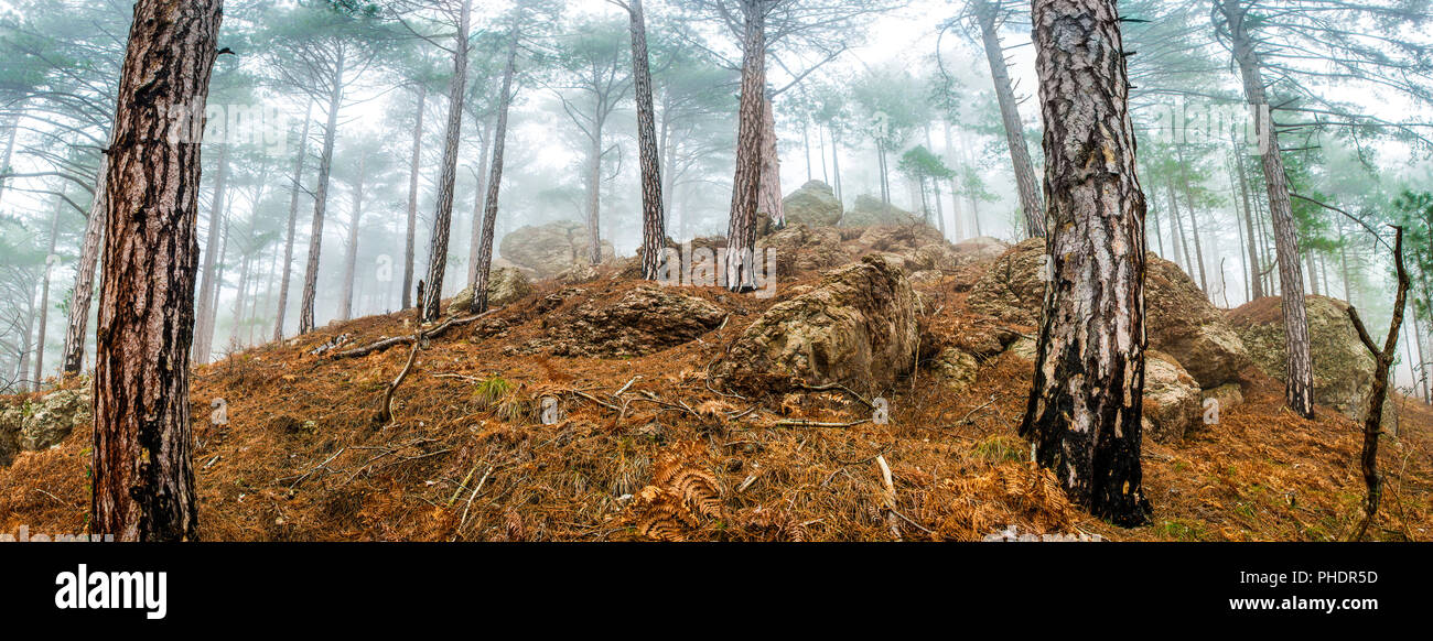 Panoramablick von der Kiefer nebligen Wald Stockfoto