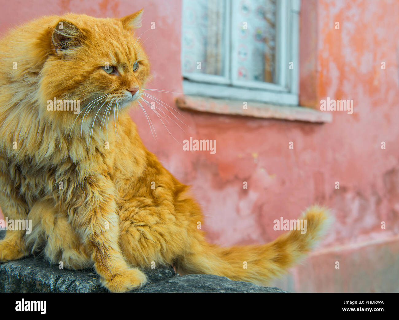 Rote Katze mit grünen Augen Stockfoto