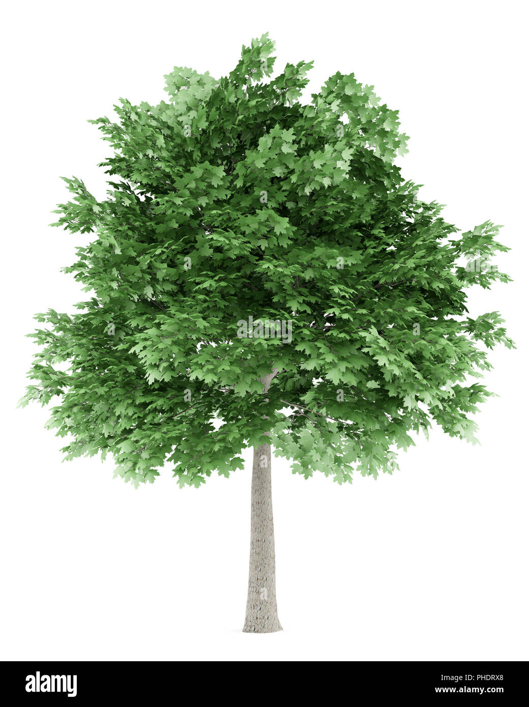 Spitz-Ahornbaum isoliert auf weißem Hintergrund Stockfoto