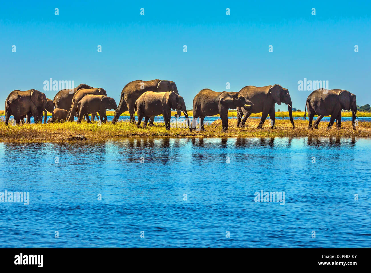 Große Herde von Elefanten mit Kälbern Stockfoto