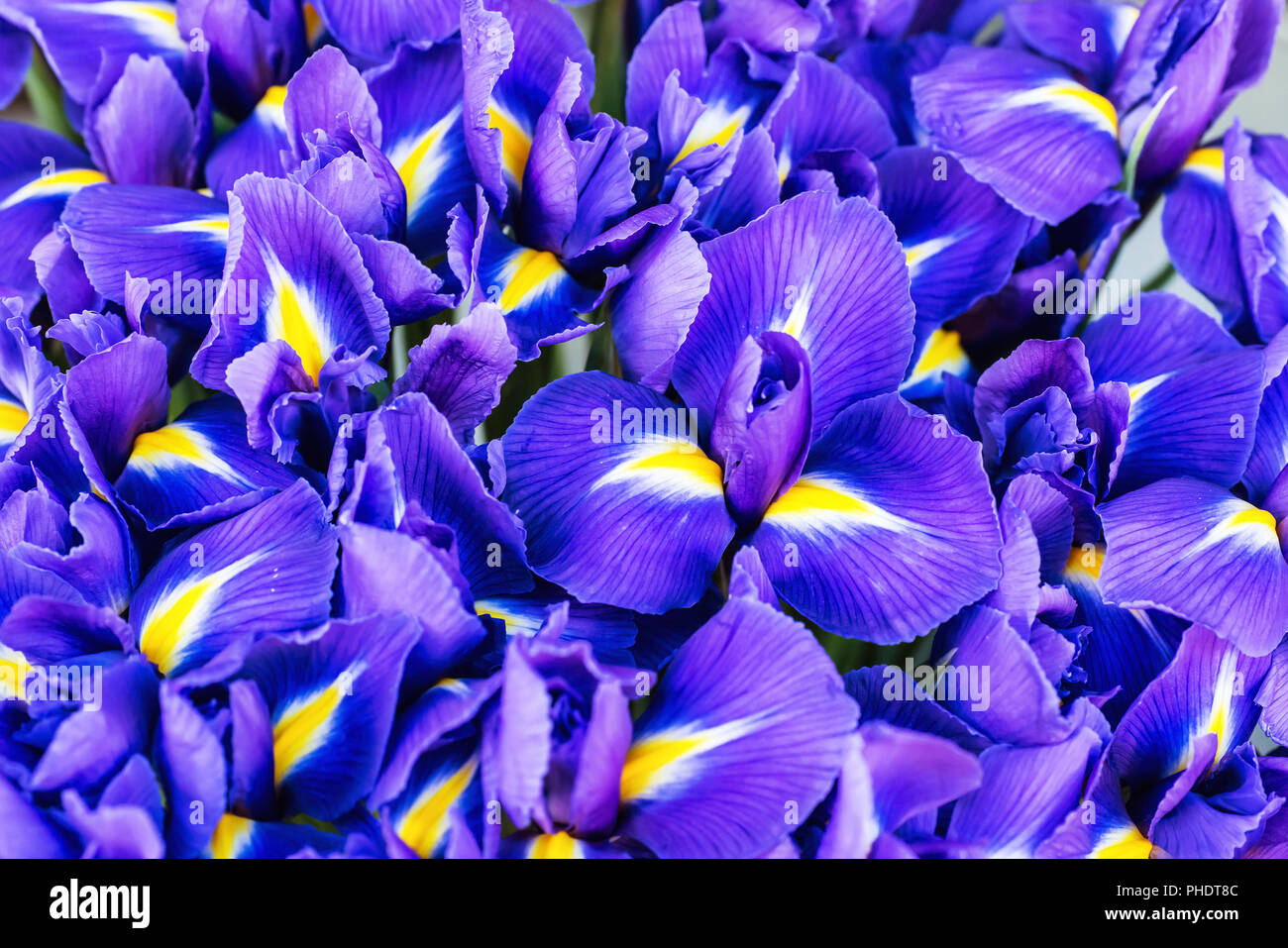 Blaue Blume Iris Stockfoto