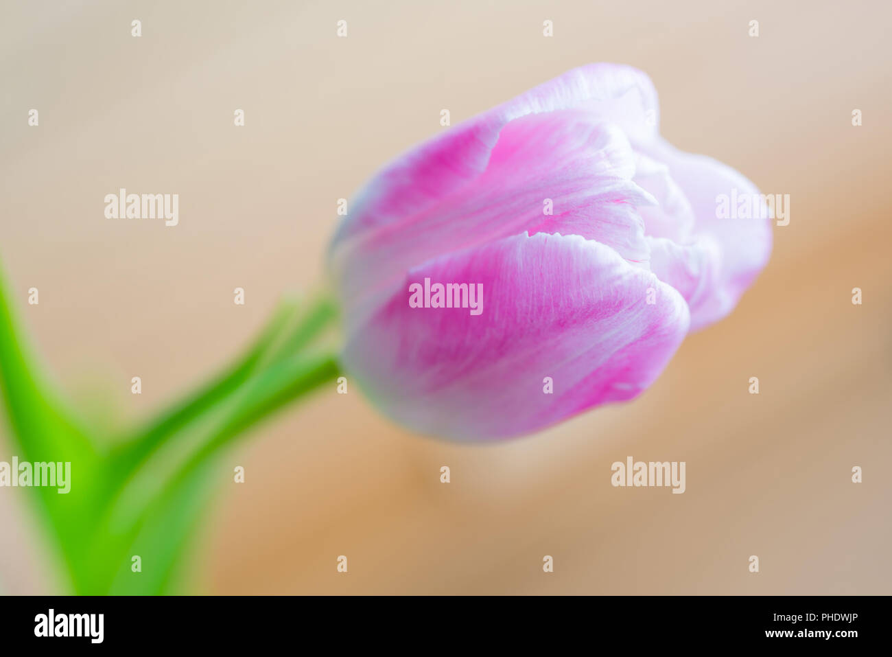 Zart rosa Tulpe auf weichem Hintergrund Stockfoto