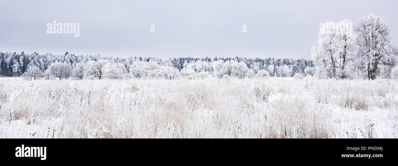 Landschaft Wald frosty im Winter Stockfoto