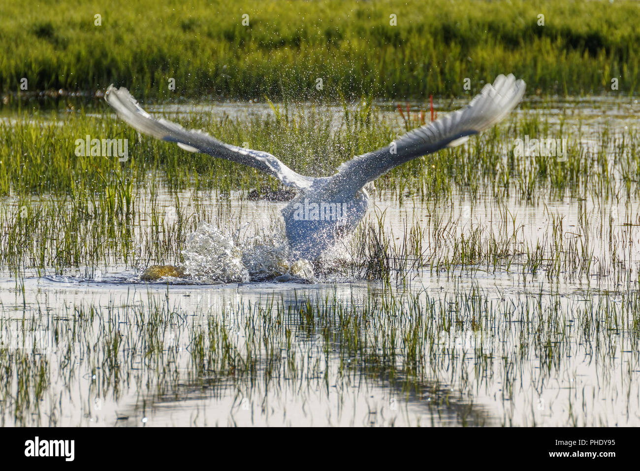 Swan ab das Wasser in einem See Stockfoto