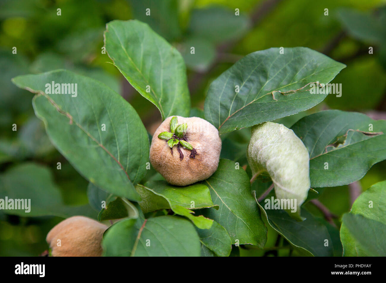 Organische Apple Quitten im Garten. Nahaufnahme von Apple Quitten hängen am Baum mit grünen Blättern Stockfoto