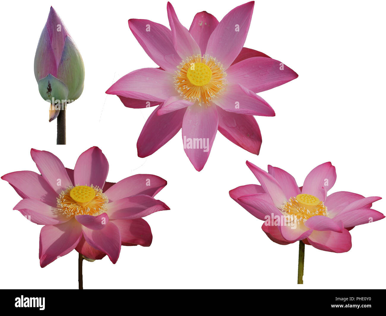 Sammlung frisches Pink Lotus petal Flower auf weißem Hintergrund. In der Nähe von schönen Pink Lotus Blumen blühen isoliert ist. Stockfoto