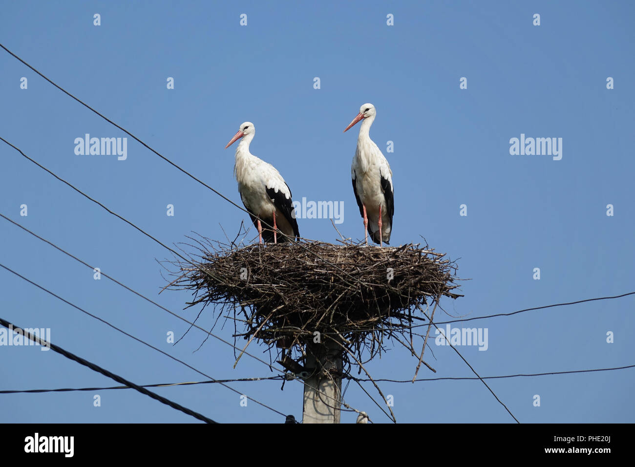 zwei Störche im nest Stockfoto