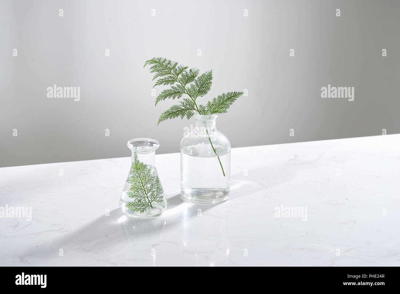 Kosmetischer natur Hautpflege und ätherische Öle Aromatherapie. Organic Natural Science Schönheit Produkt. pflanzliche Alternative Medizin. Mock up. Stockfoto