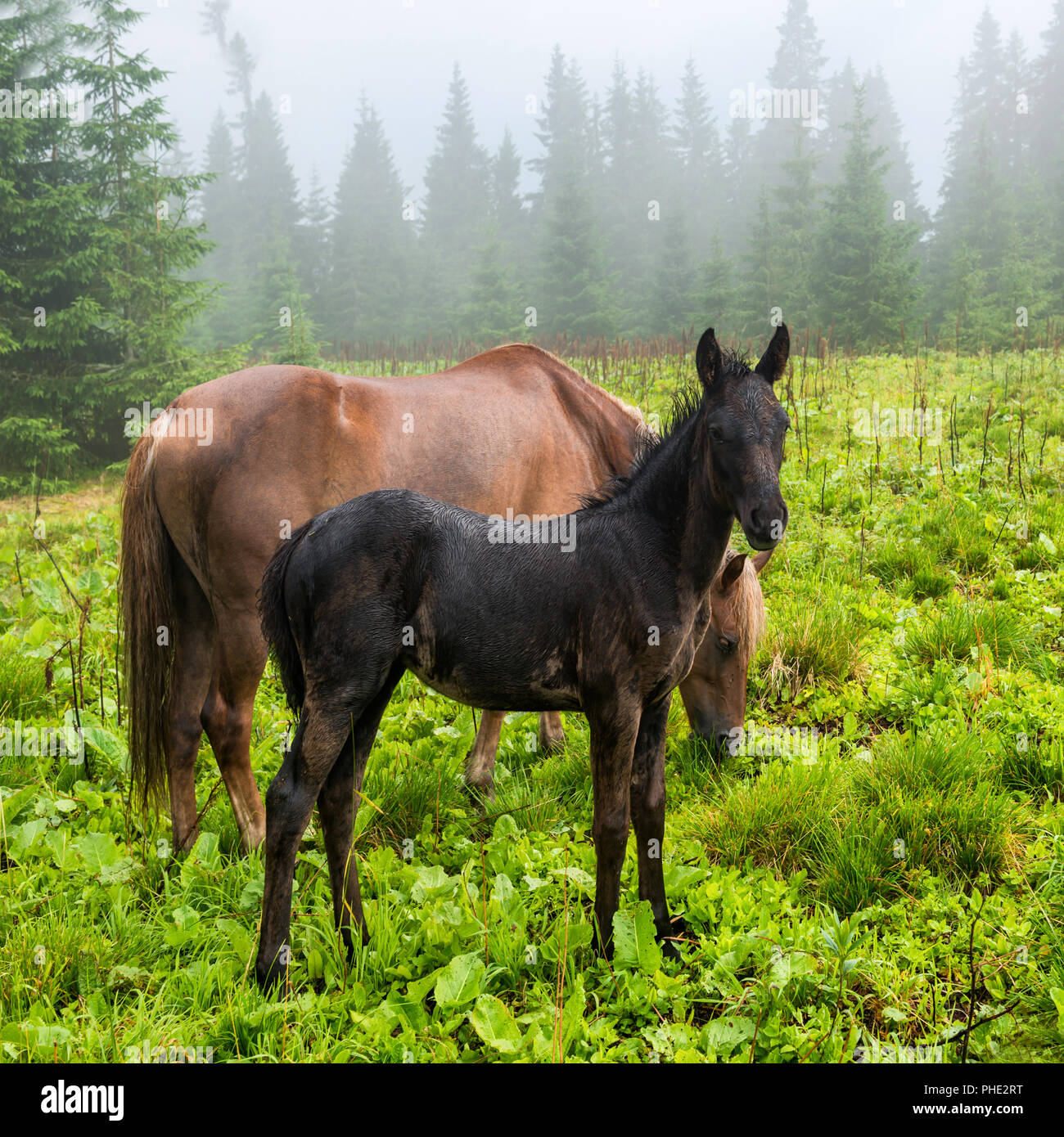 Schwarz Fohlen und Pferde Stockfoto