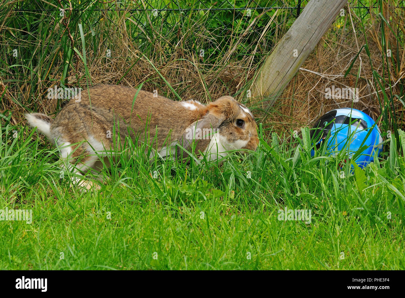 Hängeohrigen Kaninchen Stockfoto