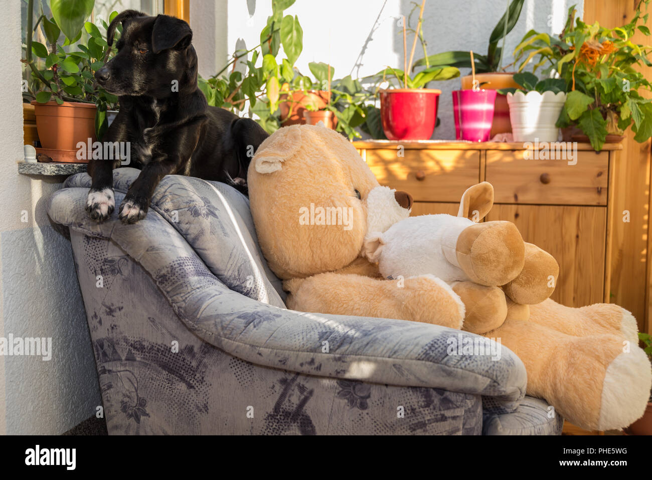 Schwarzer Hund entspannen im Wohnzimmer Sessel Stockfoto