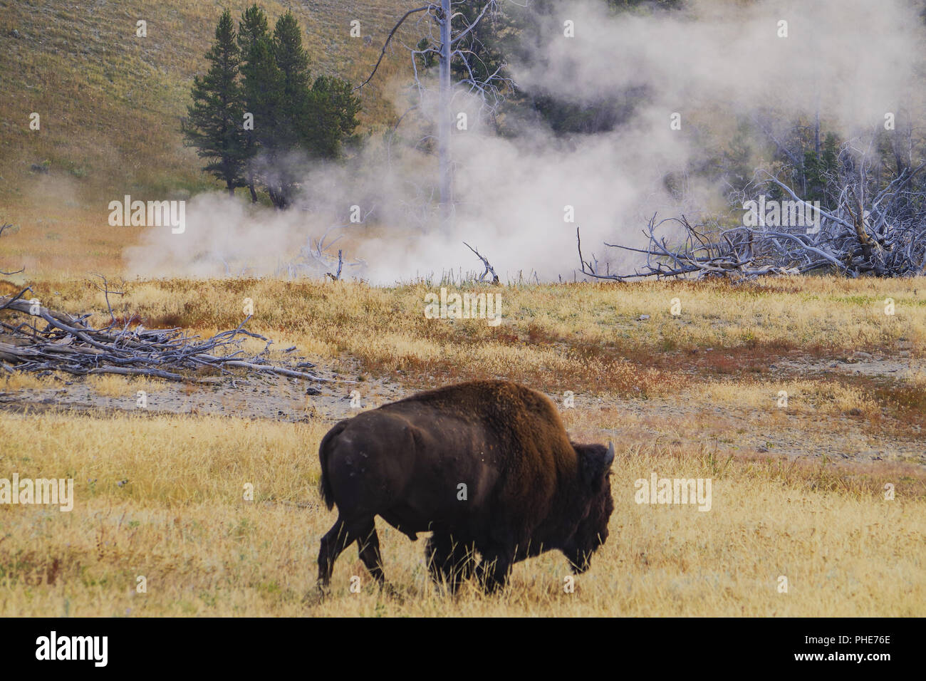 Amerikanischer Bison Vossen im Yellowstone National Park Stockfoto