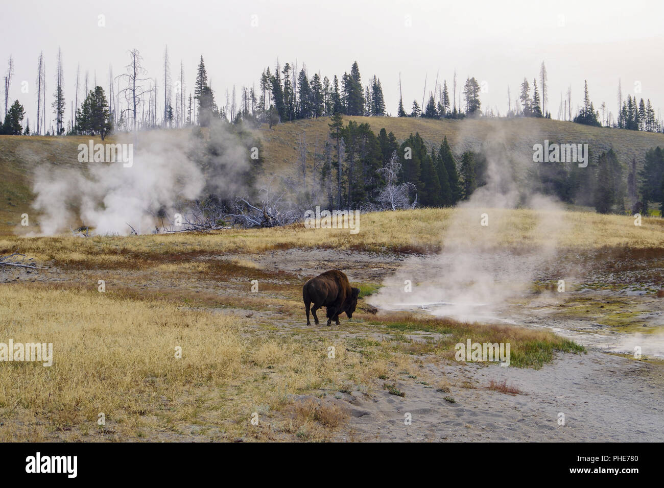 Bison Büffel im Yellowstone National Park Stockfoto