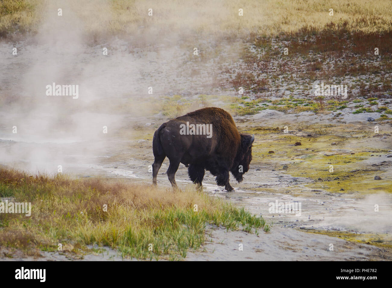 Bison Büffel im Yellowstone National Park Stockfoto