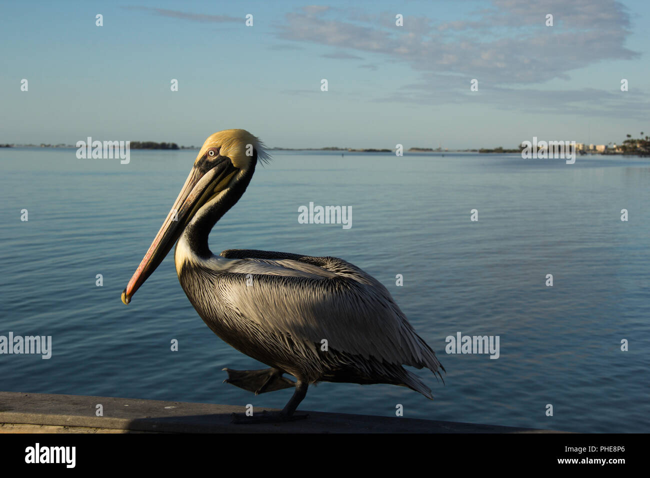 Vordere beleuchteten Pelikan stehend mit ruhigen Ozean Hintergrund Stockfoto