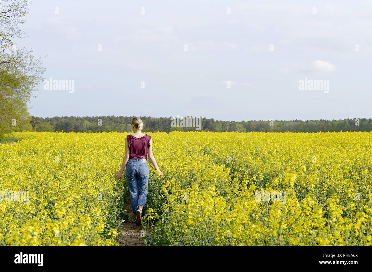 Junge Frau im Rapsfeld, Rückansicht Stockfoto