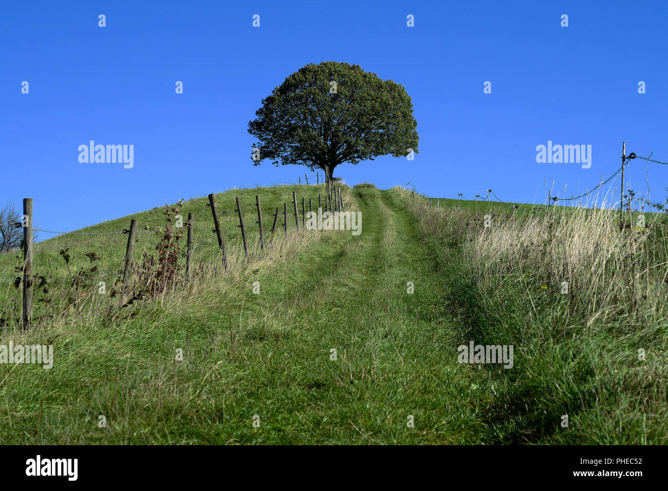 Linde; Landschaft; Landschaft im Sommer; Stockfoto