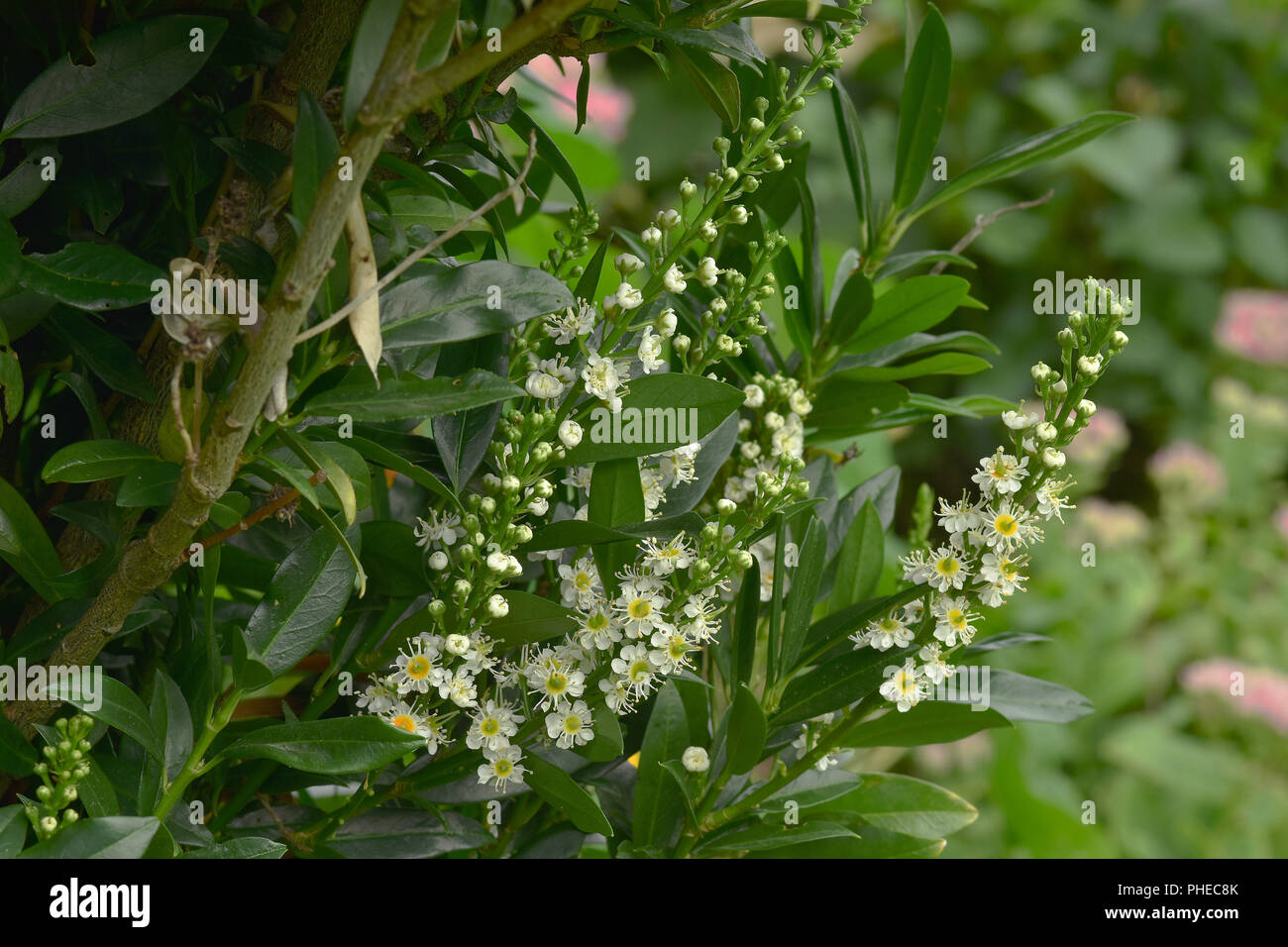 Cherry Laurel; Lorbeer; Blüte; Prunus laurocerasus Stockfoto