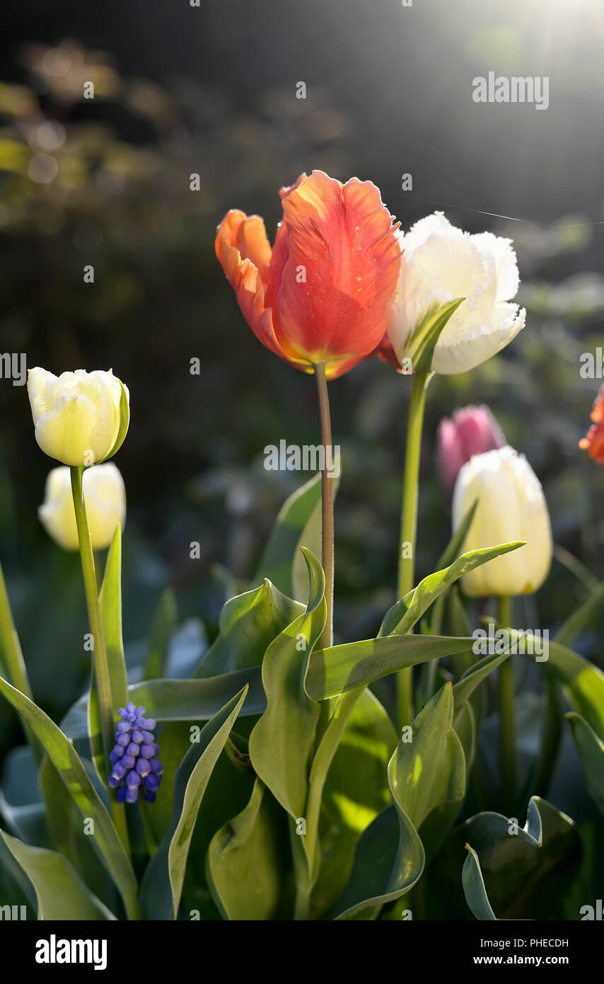 Bunte Tulpen im Garten Stockfoto