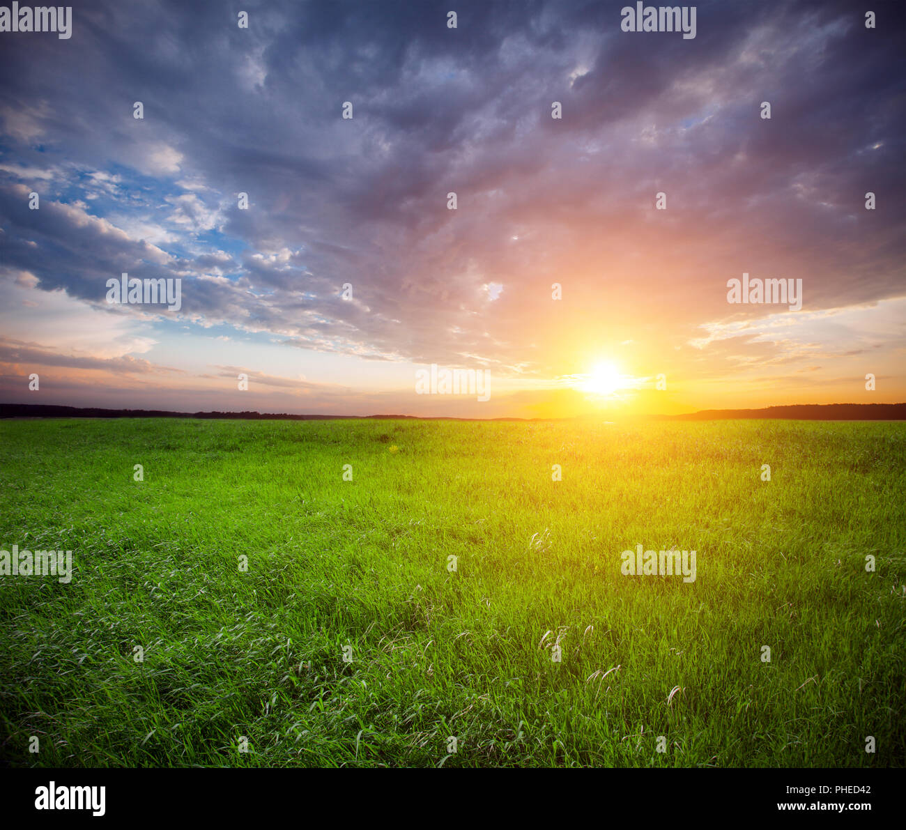 Green Field und schönen Sonnenuntergang Stockfoto