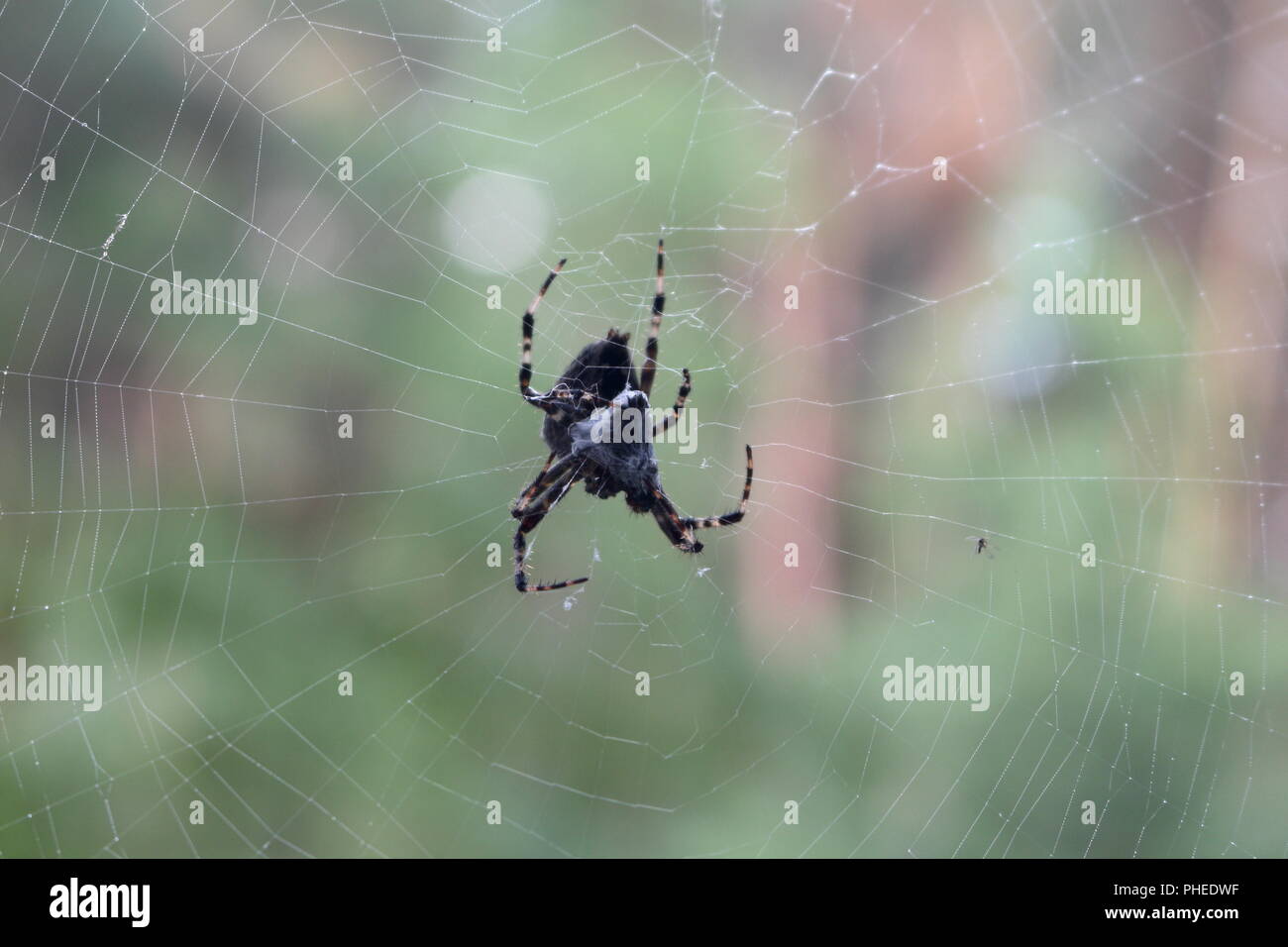 Danse Macabre. Eine Spinne und seine Beute Stockfoto