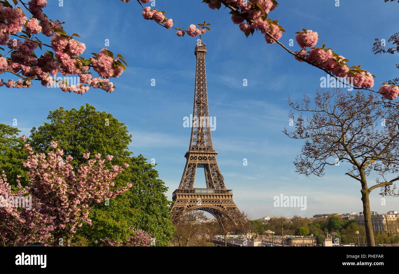 Der Eiffelturm in Paris an einem sonnigen Frühlingstag hinter Kirschblüten Stockfoto