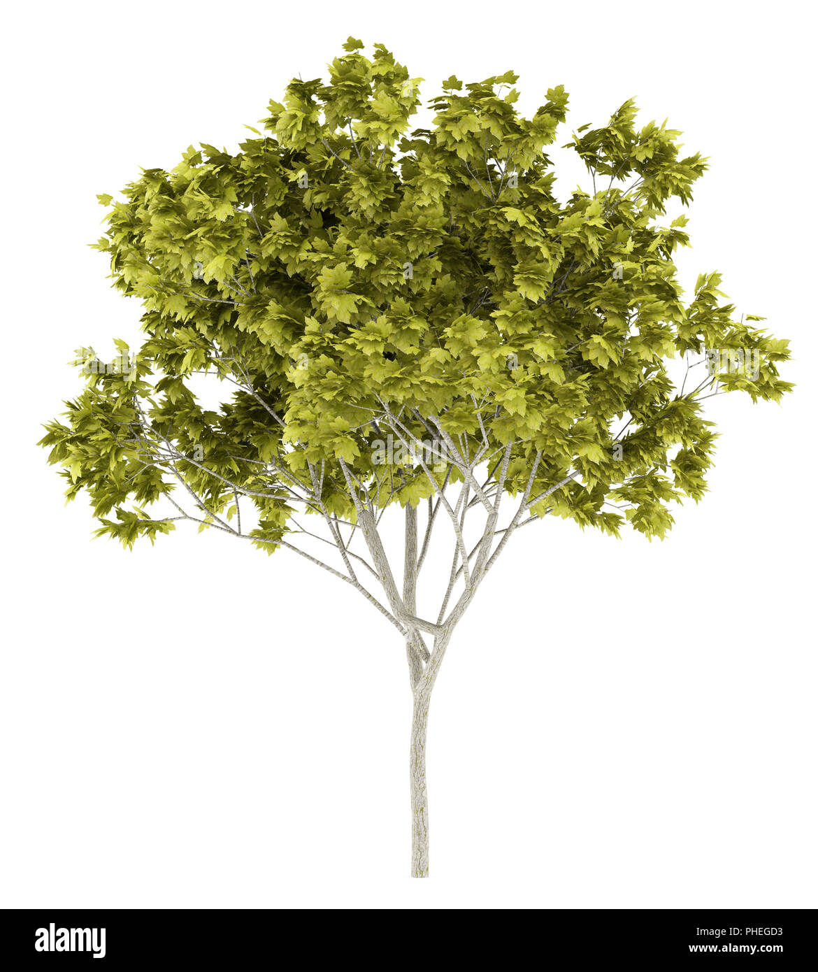 Spitz-Ahornbaum isoliert auf weißem Hintergrund Stockfoto