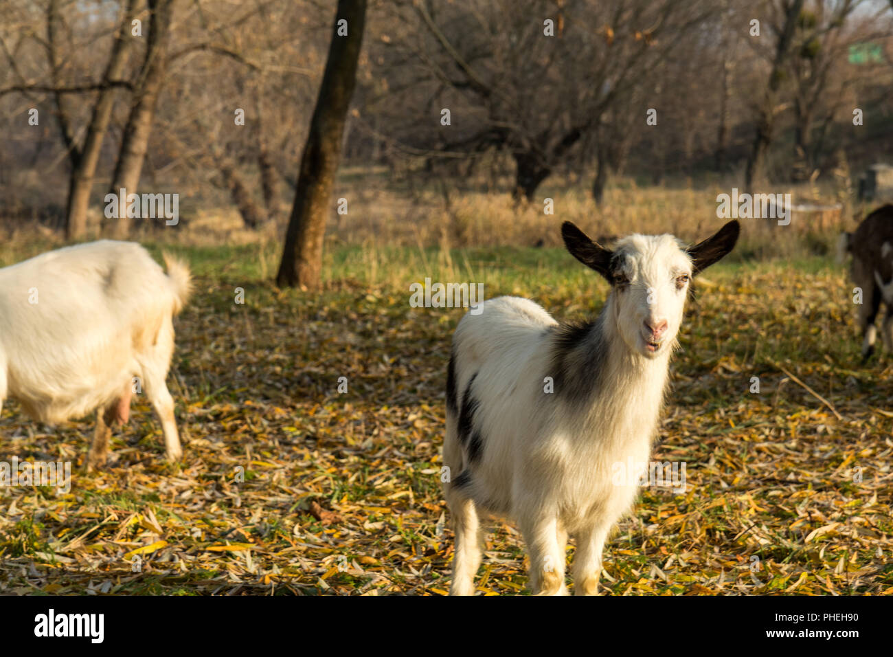 Ziegen grasen auf dem Rasen im sonnigen Herbsttag Stockfoto