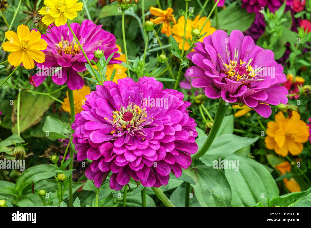 Violett Zinnia 'Purple Prince', Zinnien Blumen Zinnia elegans Blume Stockfoto