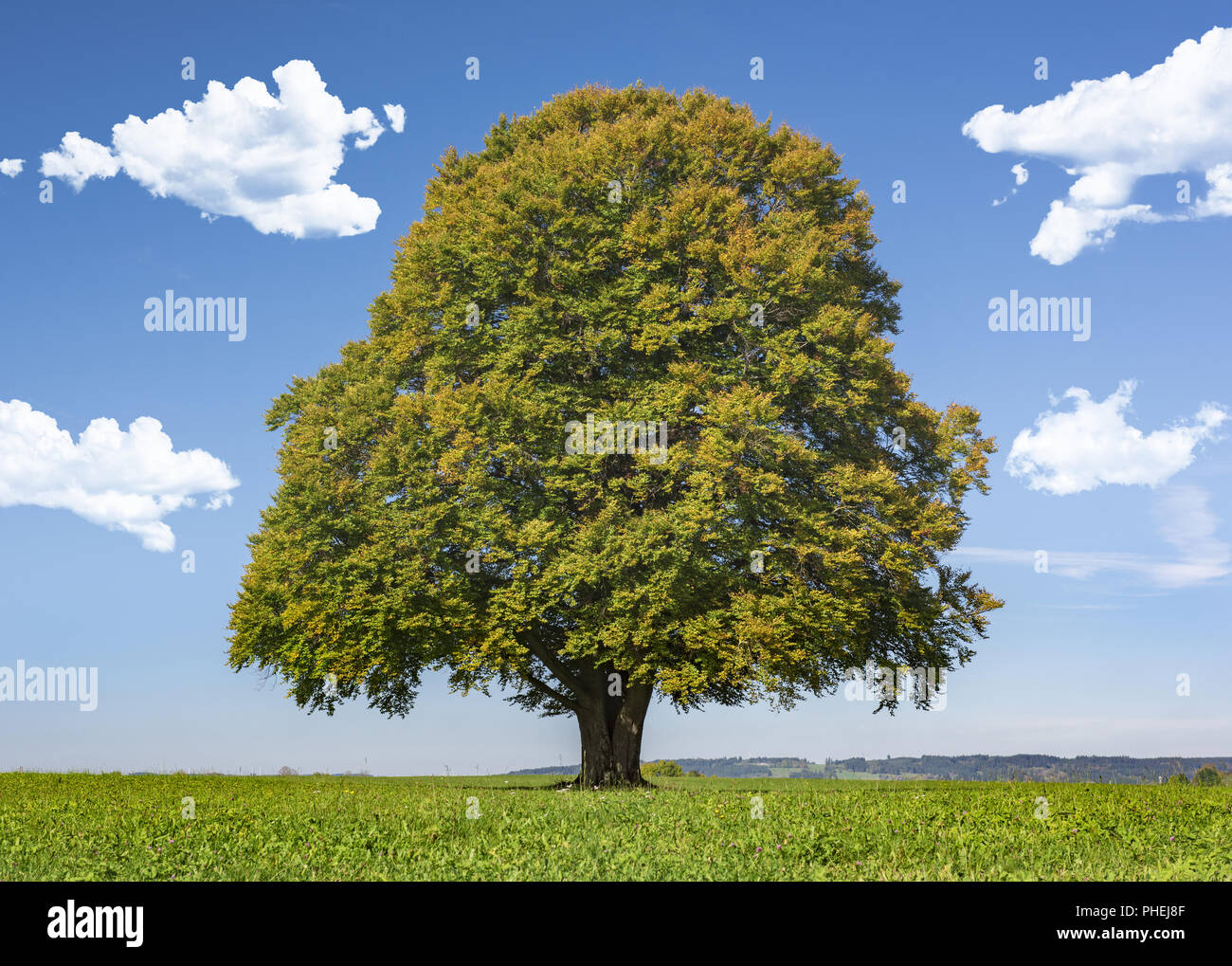 Single Big Tree in der Wiese Stockfoto