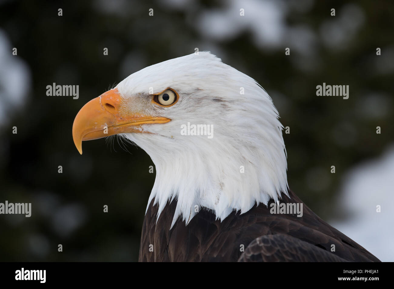 American Eagle head Stockfoto