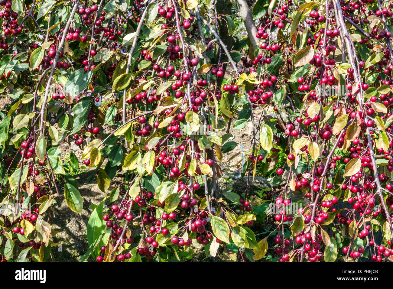 Malus Royal Beauty, Früchte Stockfoto