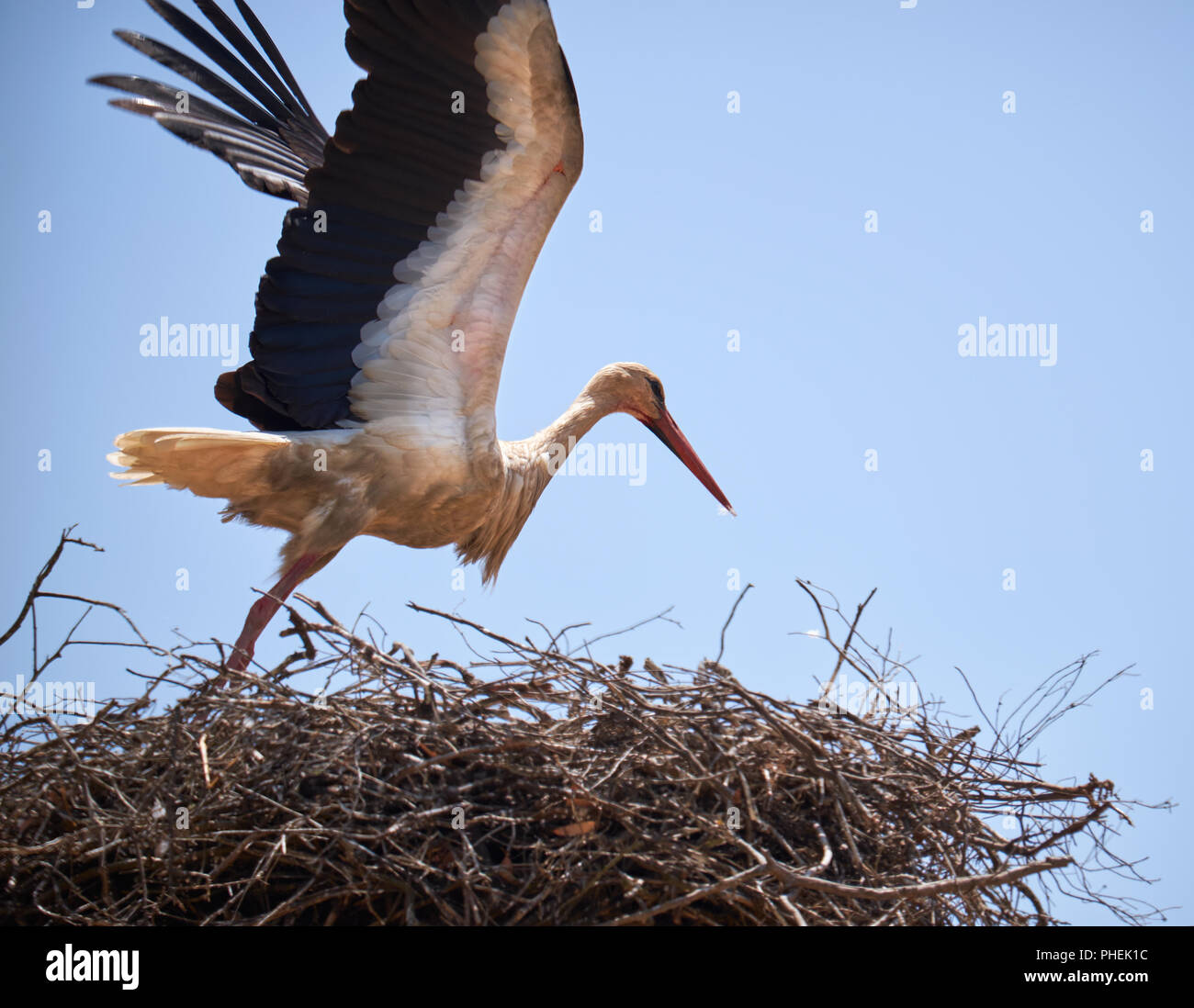 Storch zieht aus dem Nest Stockfoto