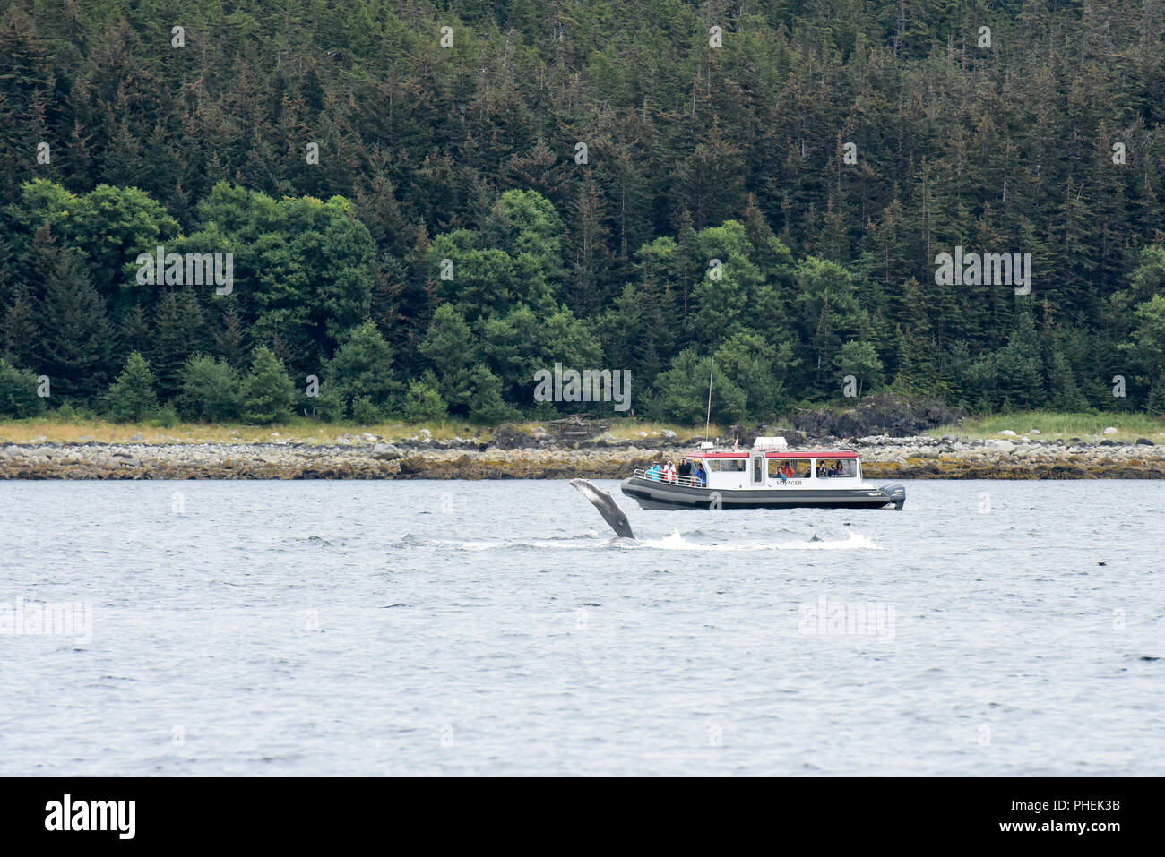 Juneau Alaska - humpback Whale Watching Tour Kreuzfahrtschiff Ausflug - Touristen fotografieren Wale auftauchen in der Nähe Ihres Bootes mit brustflosse Dreh- und Wendeeinheit Stockfoto