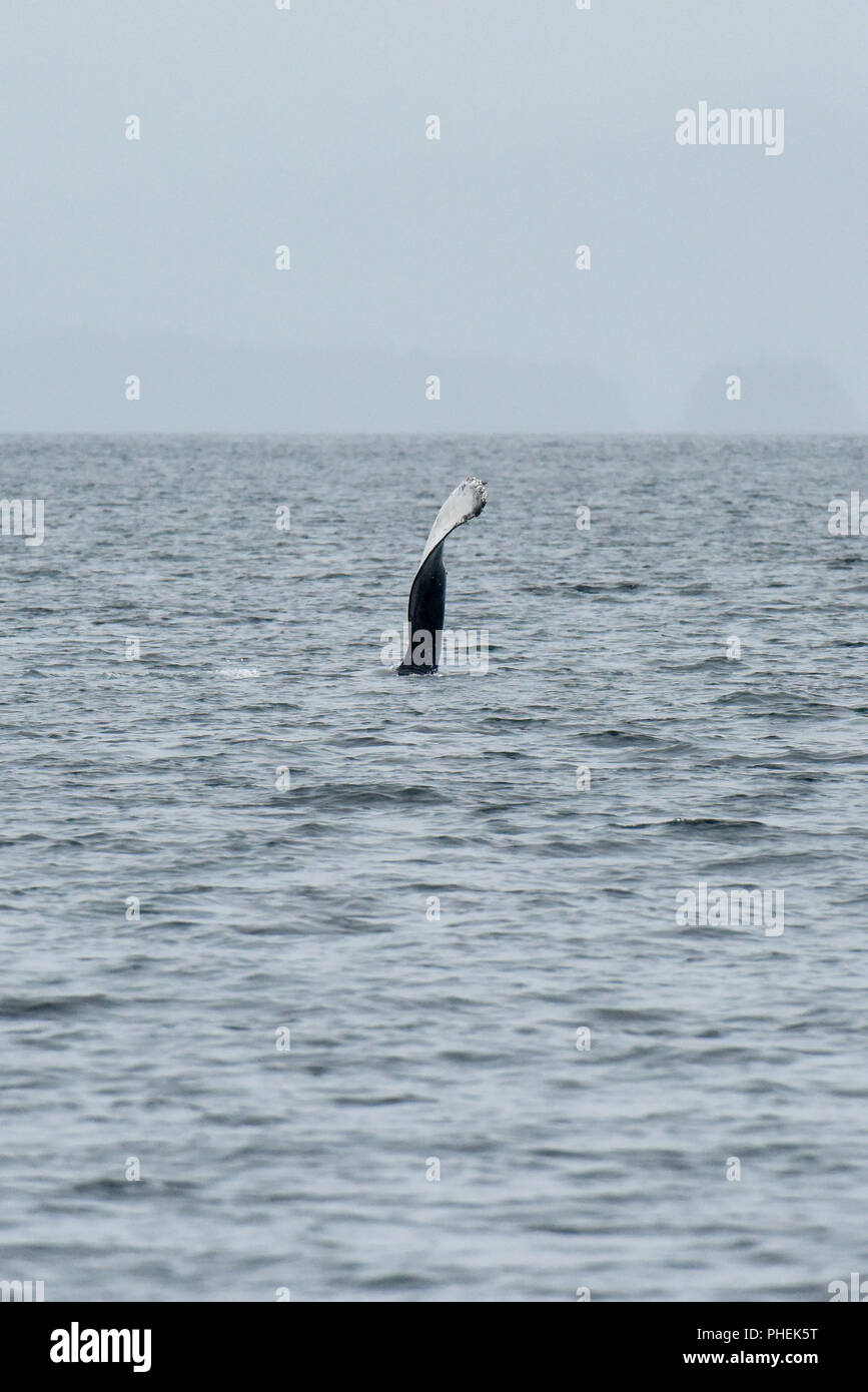 Juneau Alaska - humpback whale watching cruise ship Ausflug - Stockfoto