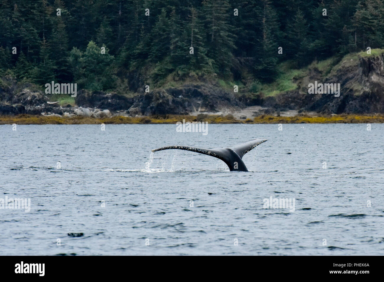 Juneau Alaska - humpback whale watching cruise ship Ausflug - Stockfoto