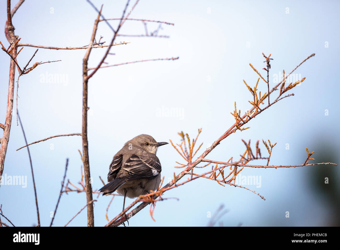 Weibliche pine warbler Vogel Dendroica pinus Stockfoto