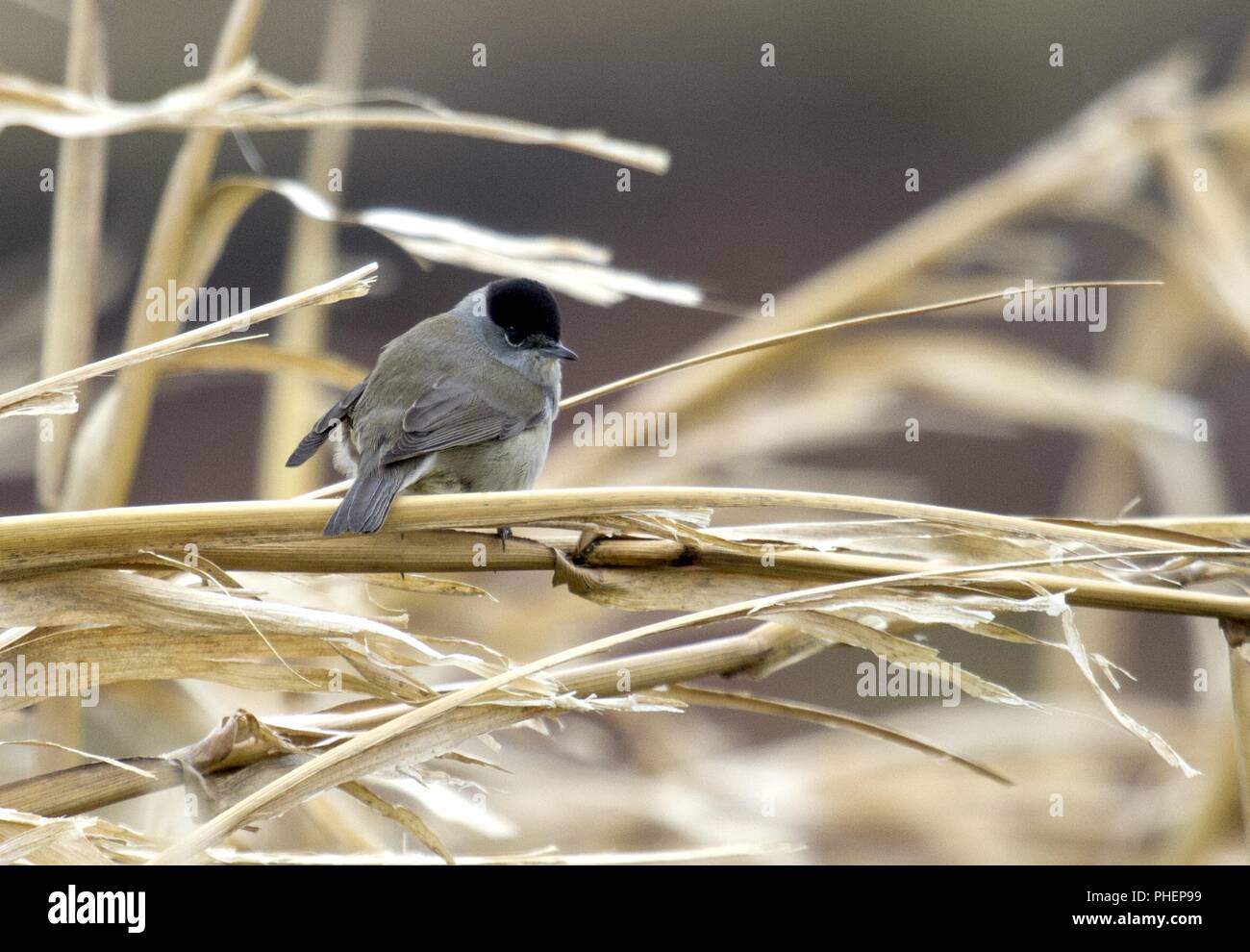 Eurasischen Mönchsgrasmücke, Insel Corvo, Azoren, Portugal Stockfoto