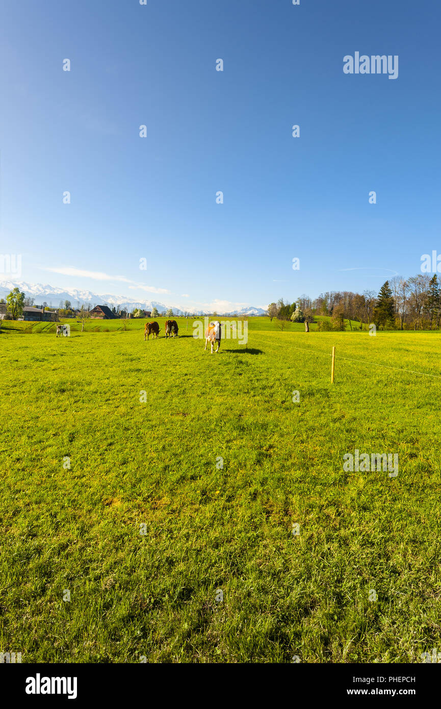 Tierhaltung in der Schweiz Stockfoto Tierhaltung in der Schweiz Stockfoto