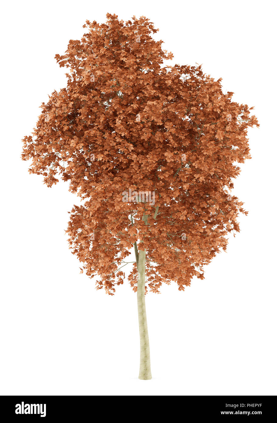 Red oak tree auf weißem Hintergrund Stockfoto