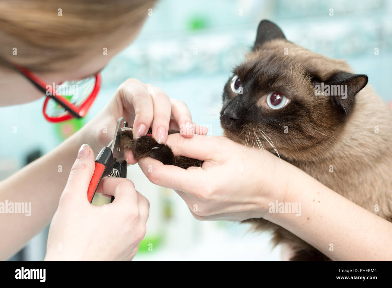 Der Tierarzt schneiden Sie die Katzen Krallen, weißer Hintergrund