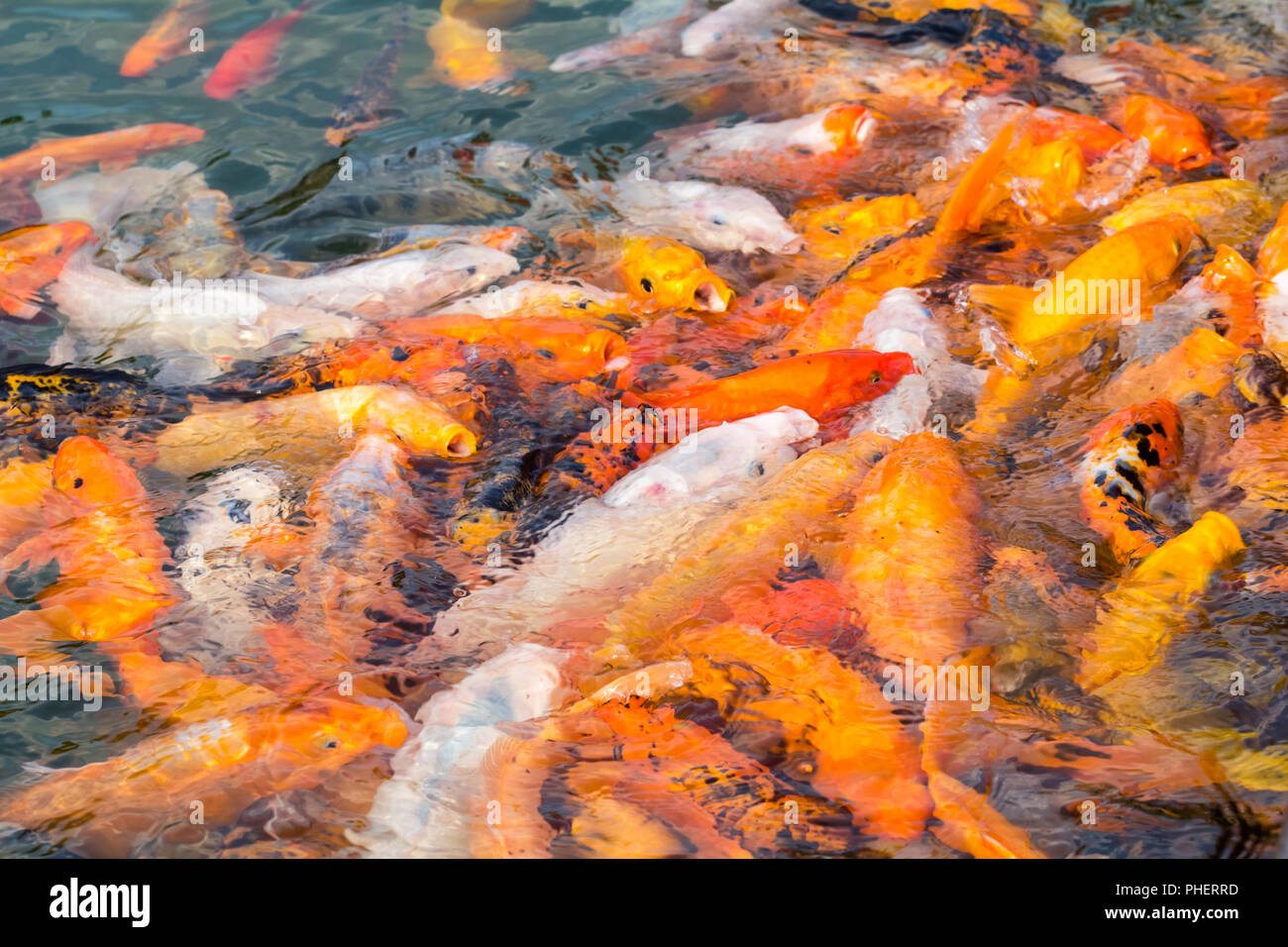 Koi im Teich Stockfoto