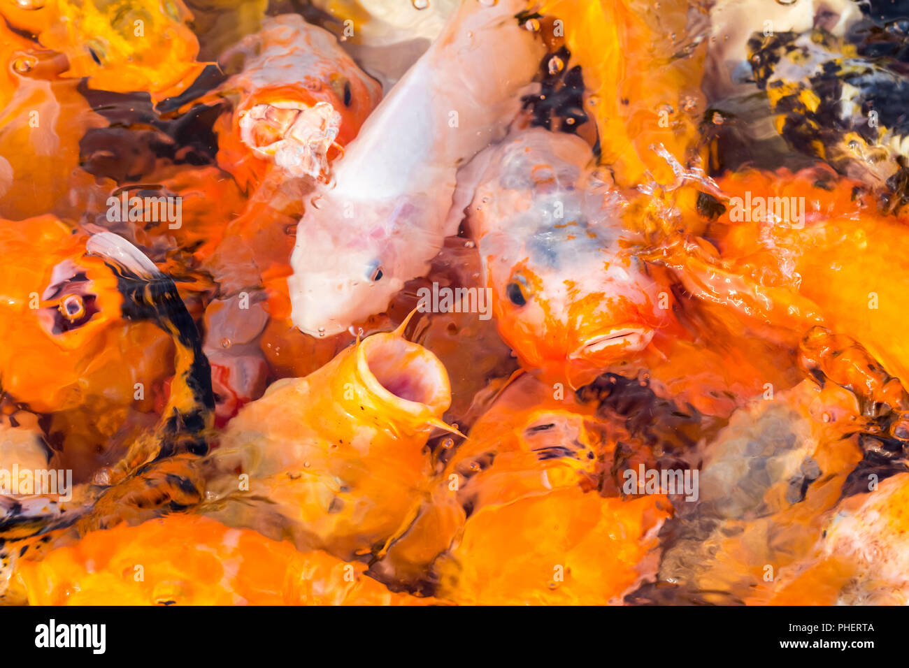 Koi Fish closeup Stockfoto